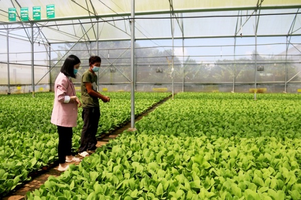 Anh Lê Văn Thiết, ở thị xã Phú Mỹ trồng rau trong nhà màng với hệ thống tưới tự động, kiểm soát được nhiệt độ, độ ẩm. Ảnh: Nhị Hoàng