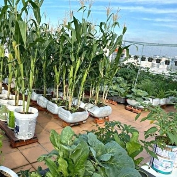 Cách trồng bắp nếp trên sân thượng trồng trong xô nhựa 