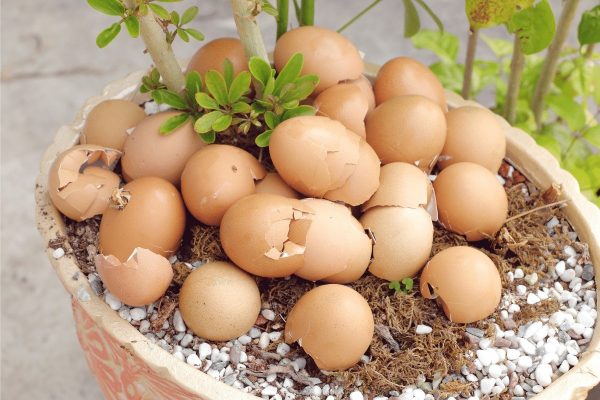 cách sử dụng vỏ trứng gà để bón cho cây