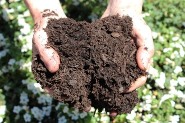 Đất mùn là thành phần quan trọng của đất trồng