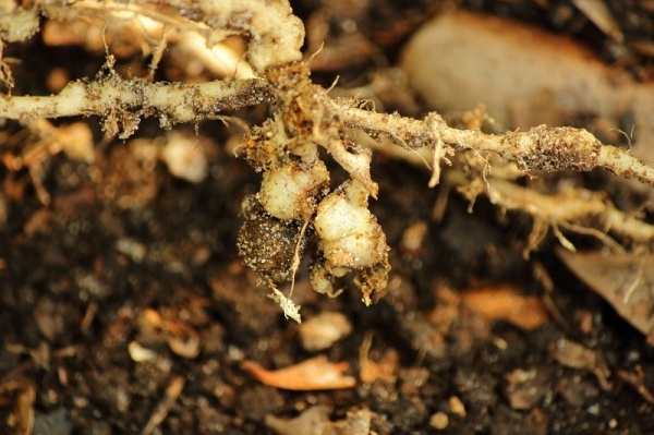 Bệnh sưng rễ do nấm đất hại cây trồng Plasmodiophora brassicae W gây ra