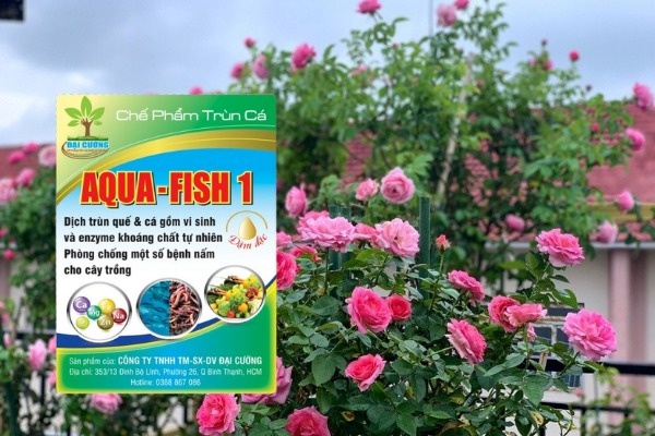 Chăm sóc hoa hồng sử dụng dịch trùn quế Aqua Fish1