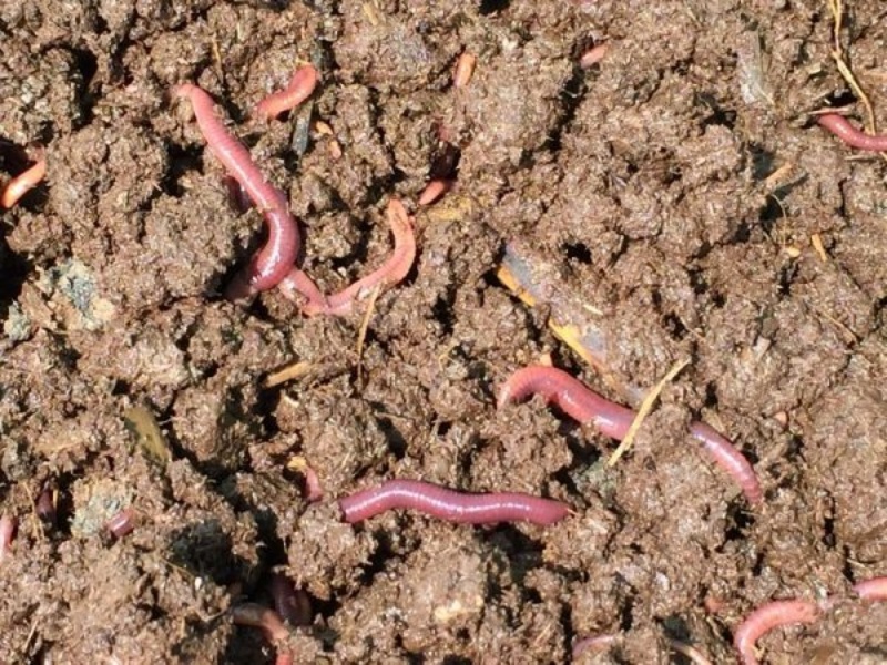 Chia sẻ kinh nghiệm thu hoạch phân trùn quế đúng cách cho nhà vườn