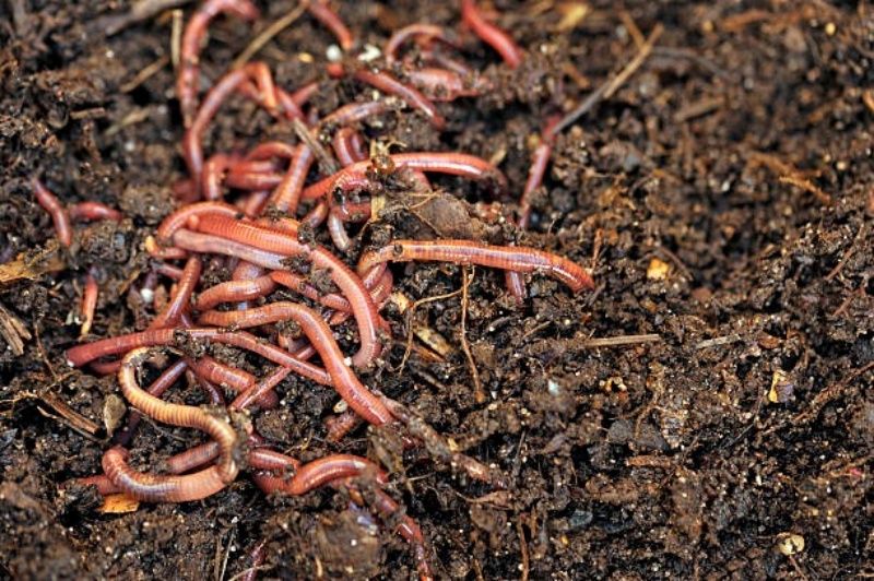 5 yếu tố để giúp nhà vườn phân biệt phân trùn quế cao cấp